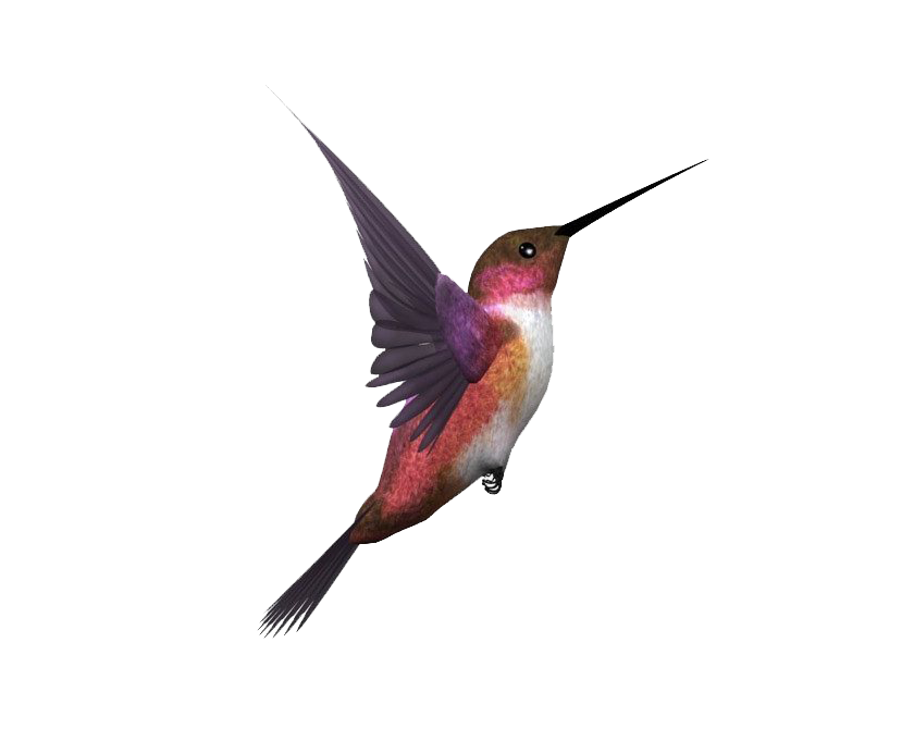 Detail Flying Bird Transparent Background Nomer 5