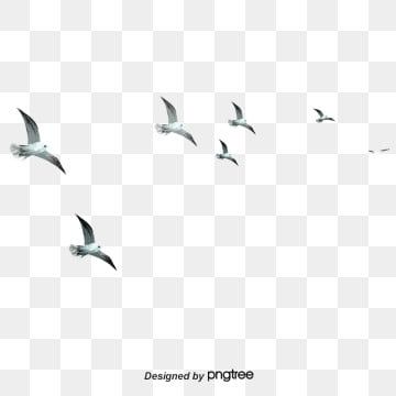 Detail Flying Bird Vector Png Nomer 23