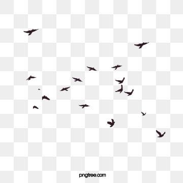 Detail Flying Bird Vector Png Nomer 26