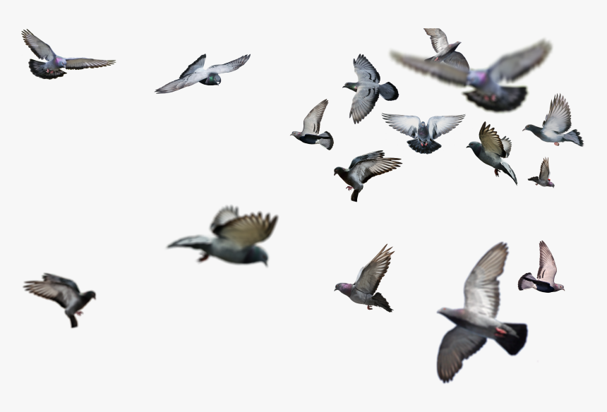 Detail Flying Birds Images Free Download Nomer 18