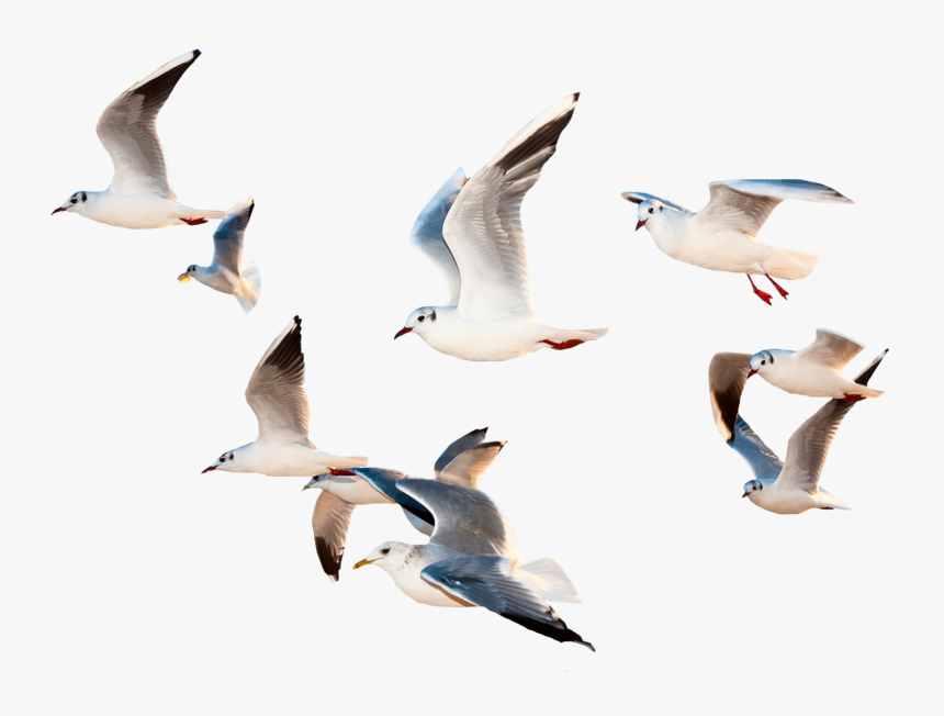 Detail Flying Birds Images Free Download Nomer 28