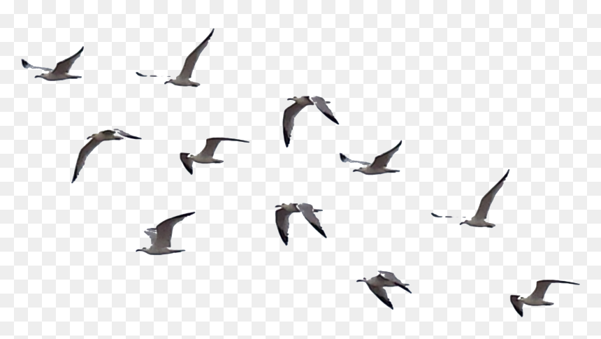 Detail Flying Birds Png Nomer 15