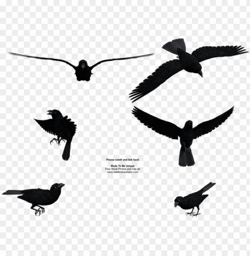 Detail Flying Crow Clipart Nomer 29