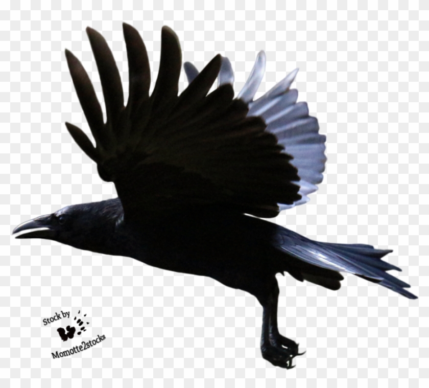 Detail Flying Crow Clipart Nomer 31