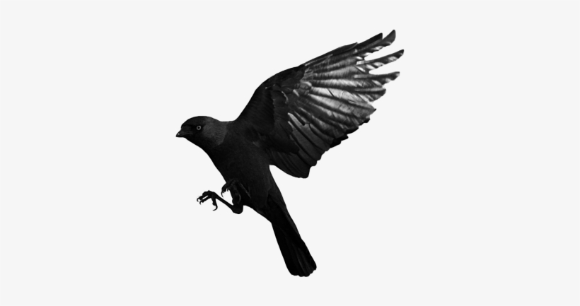 Detail Flying Crow Png Nomer 11