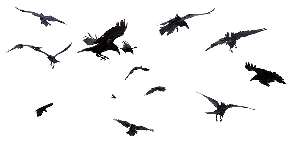 Detail Flying Crow Png Nomer 25