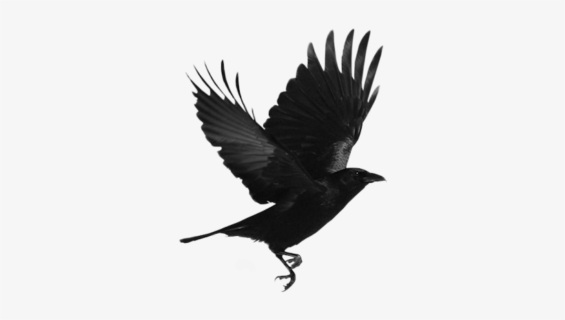 Detail Flying Crow Png Nomer 28