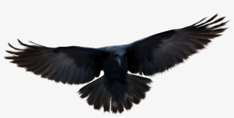 Detail Flying Crow Png Nomer 36