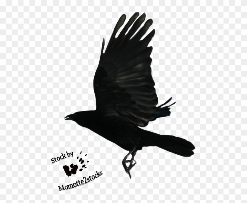 Detail Flying Crow Png Nomer 37