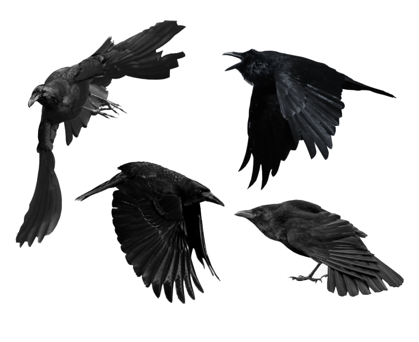 Detail Flying Crow Png Nomer 38