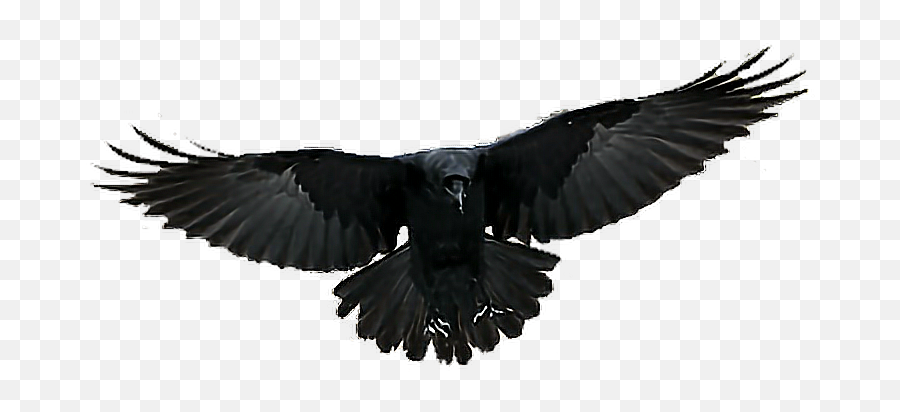 Download Flying Crow Png Nomer 39