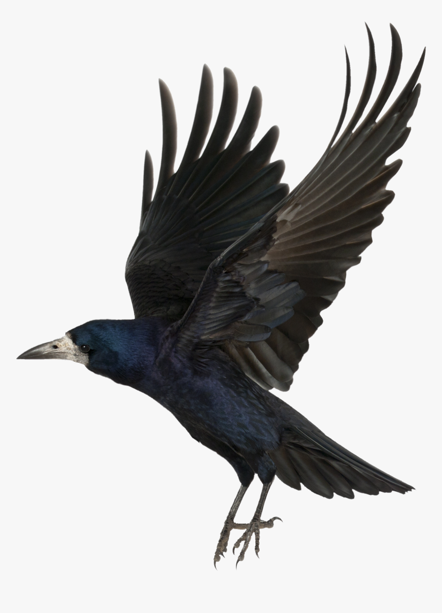 Detail Flying Crow Png Nomer 45