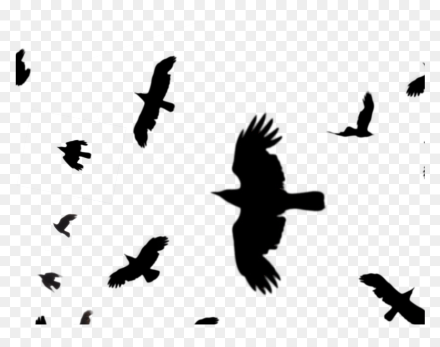 Detail Flying Crow Png Nomer 9