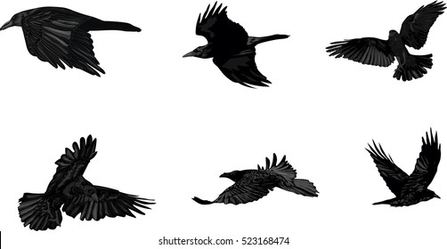 Detail Flying Crow Vector Nomer 2