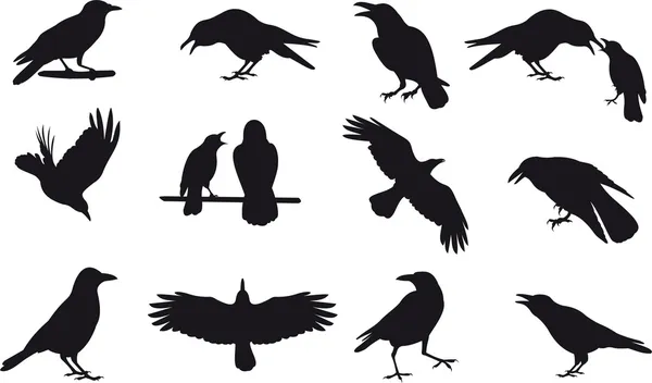 Detail Flying Crow Vector Nomer 16