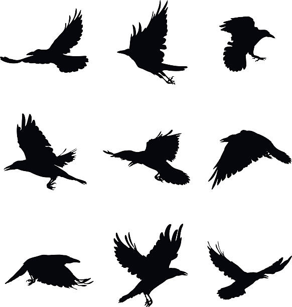 Detail Flying Crow Vector Nomer 17