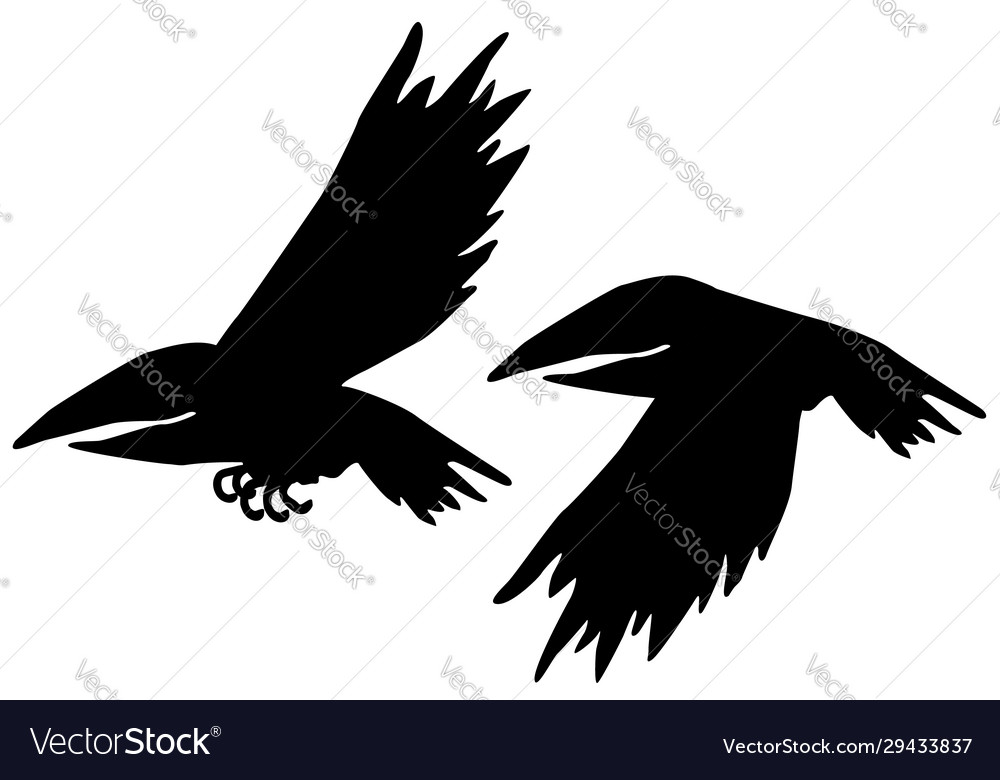 Detail Flying Crow Vector Nomer 18