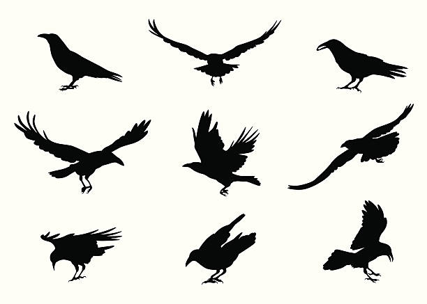 Detail Flying Crow Vector Nomer 24