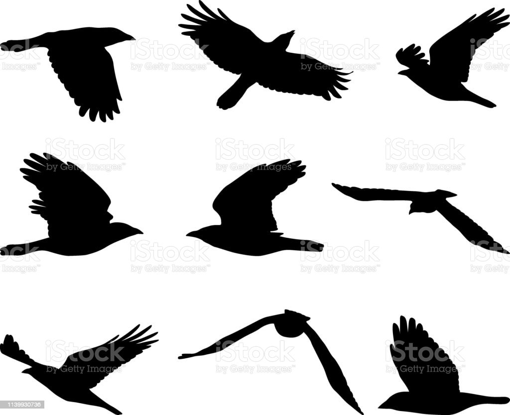 Detail Flying Crow Vector Nomer 25