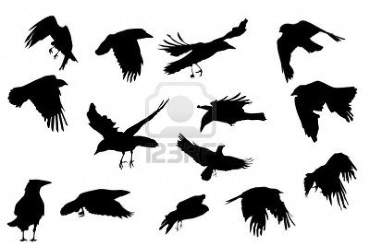 Detail Flying Crow Vector Nomer 5
