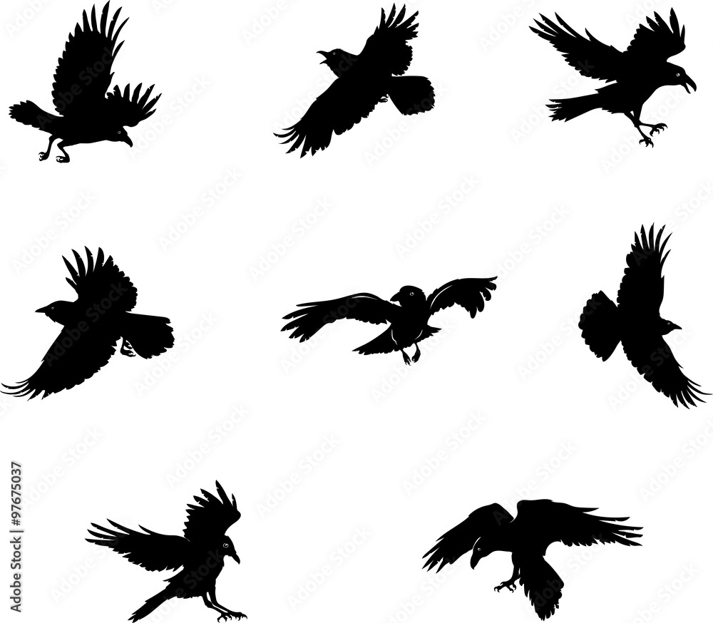 Detail Flying Crow Vector Nomer 50