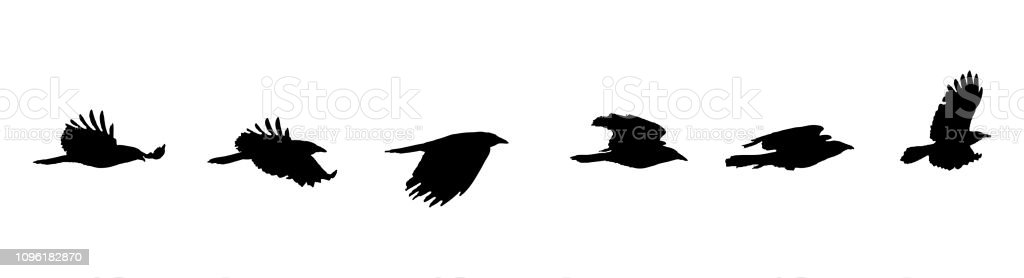 Detail Flying Crow Vector Nomer 51