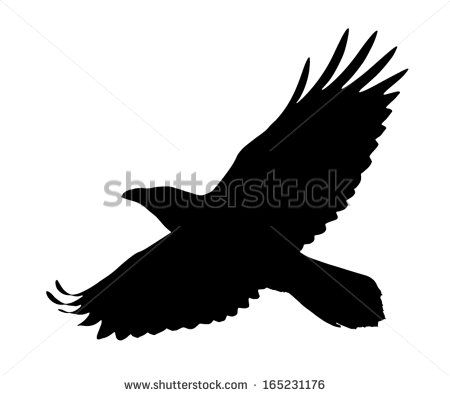 Detail Flying Crow Vector Nomer 54