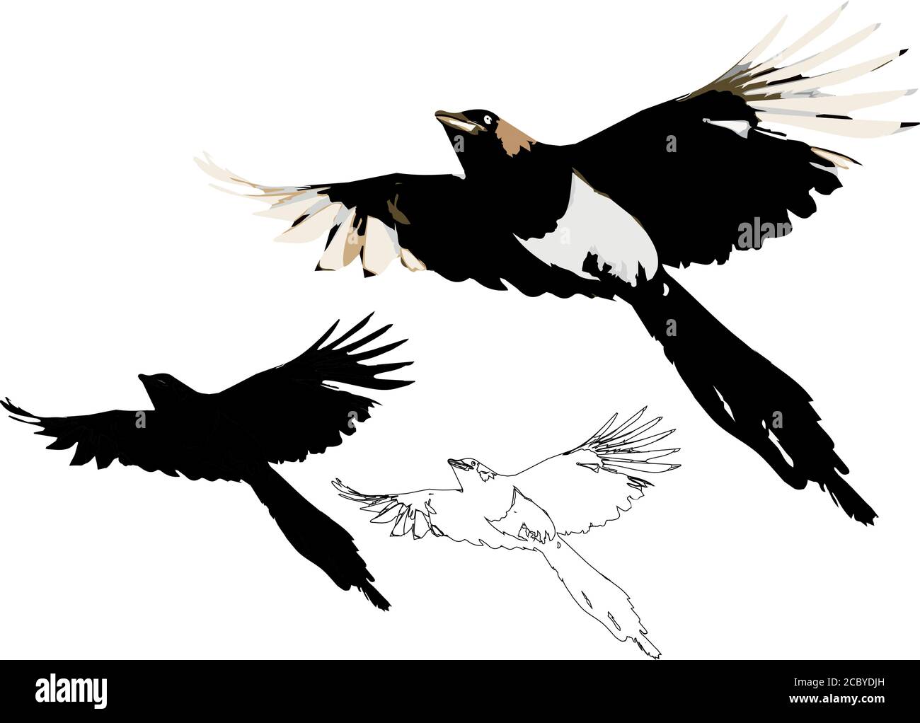 Detail Flying Crow Vector Nomer 58