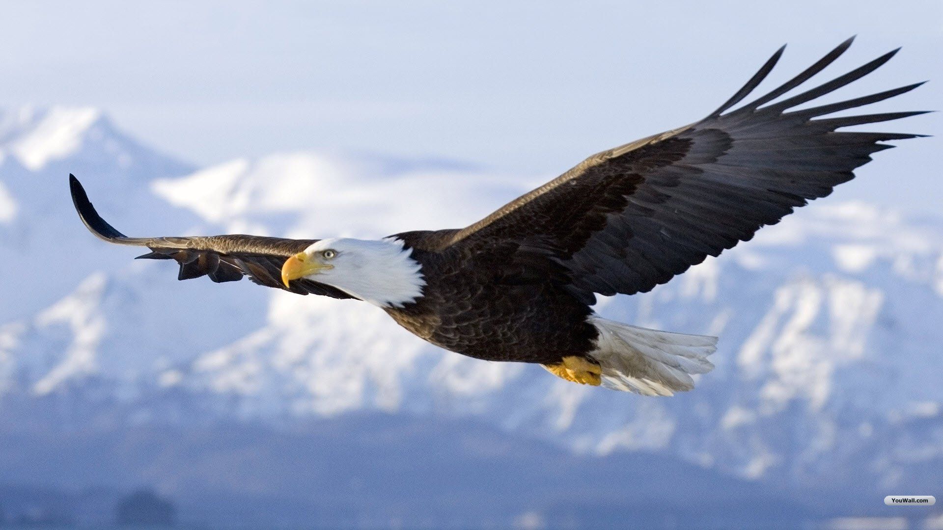 Flying Eagle Pic - KibrisPDR