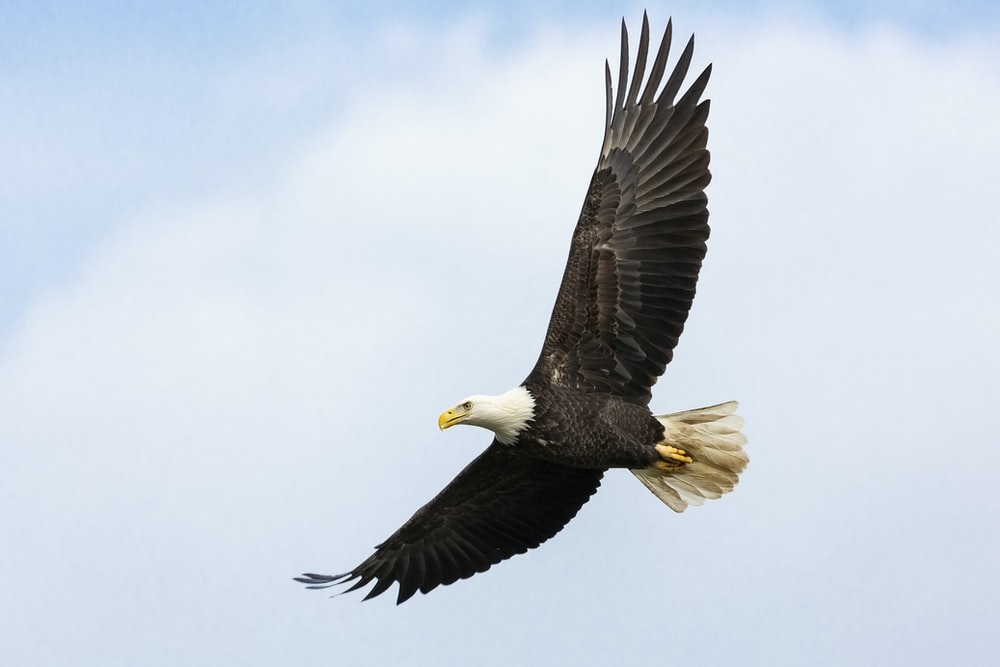 Detail Flying Eagle Pic Nomer 2