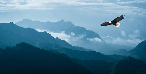 Detail Flying Eagle Pic Nomer 11