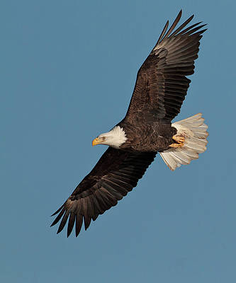 Detail Flying Eagle Pic Nomer 14