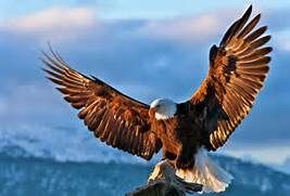 Detail Flying Eagle Pic Nomer 15