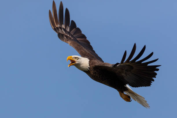 Detail Flying Eagle Pic Nomer 16