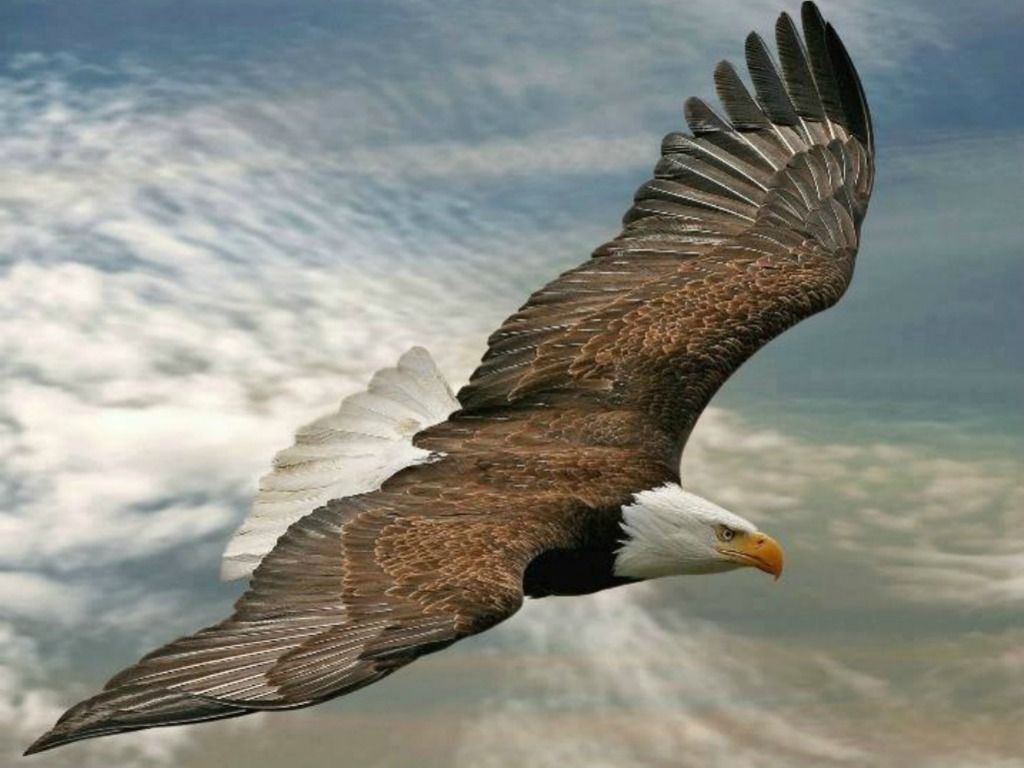 Detail Flying Eagle Pic Nomer 17
