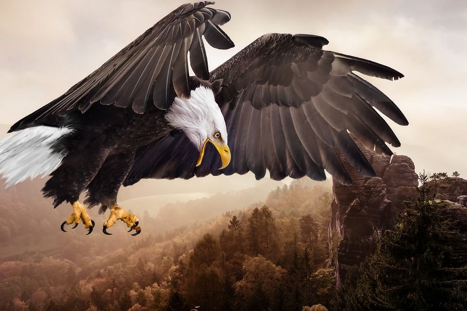 Detail Flying Eagle Pic Nomer 18