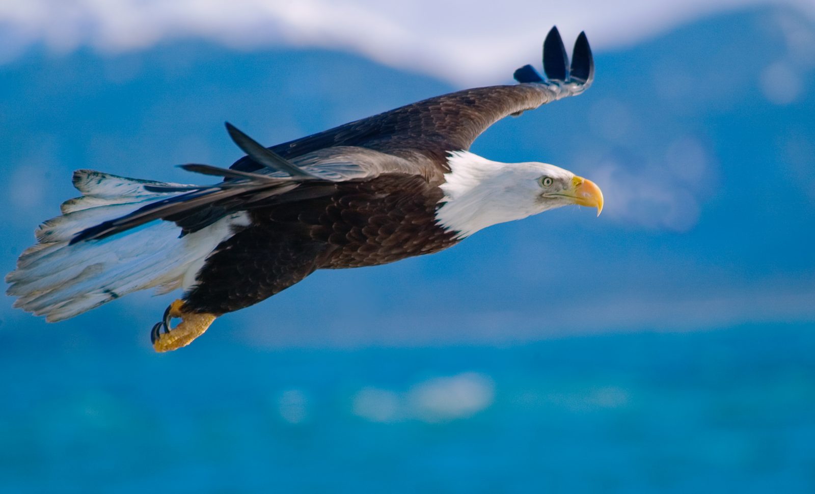 Detail Flying Eagle Pic Nomer 19