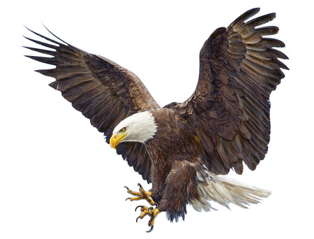 Detail Flying Eagle Pic Nomer 22