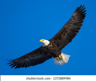 Detail Flying Eagle Pic Nomer 23