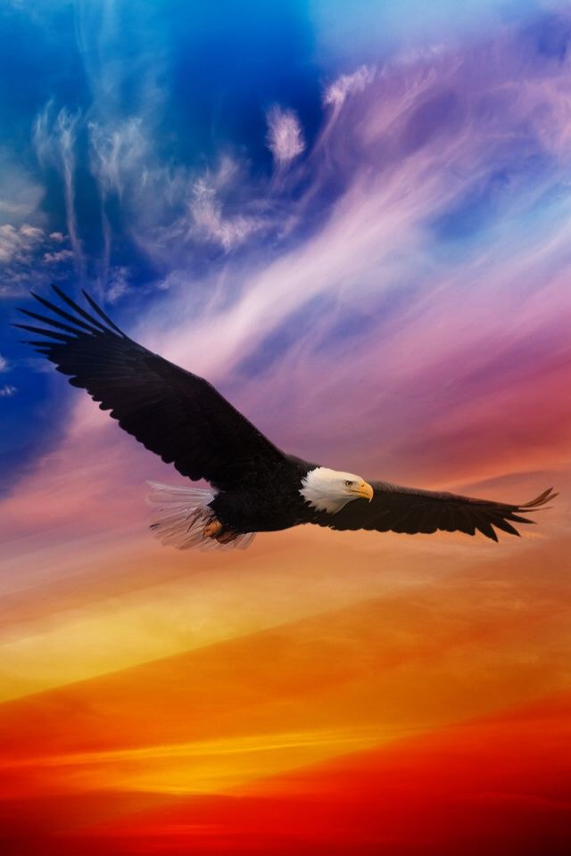 Detail Flying Eagle Pic Nomer 24