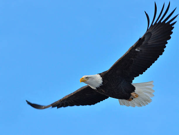 Detail Flying Eagle Pic Nomer 25