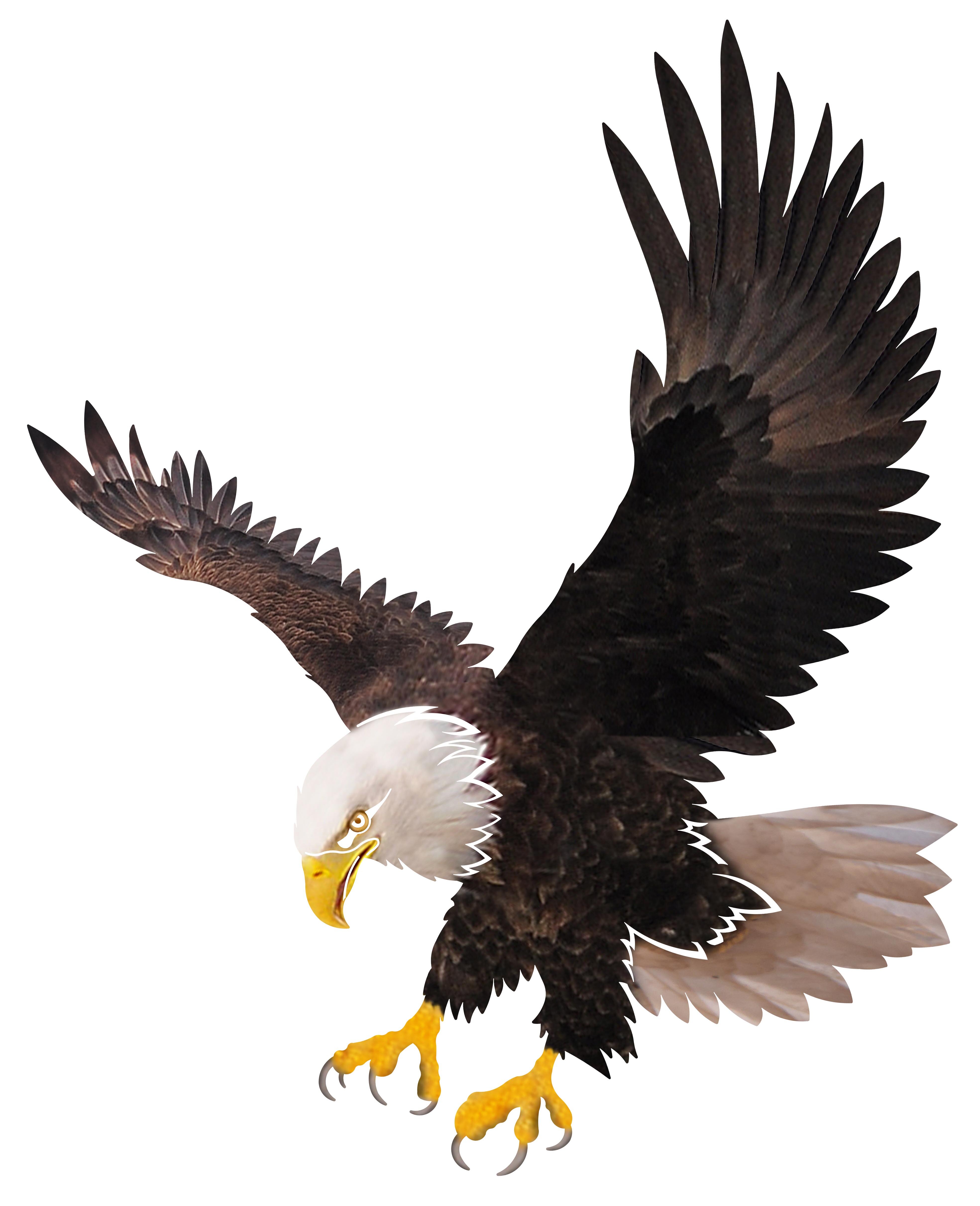 Detail Flying Eagle Pic Nomer 26