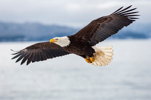 Detail Flying Eagle Pic Nomer 4