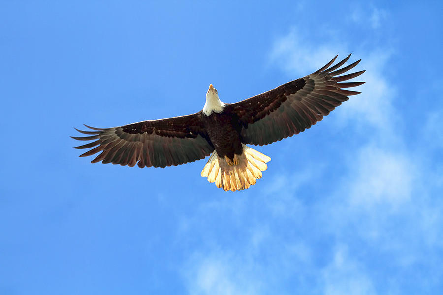 Detail Flying Eagle Pic Nomer 27