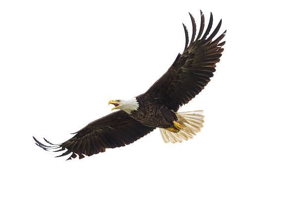 Detail Flying Eagle Pic Nomer 28