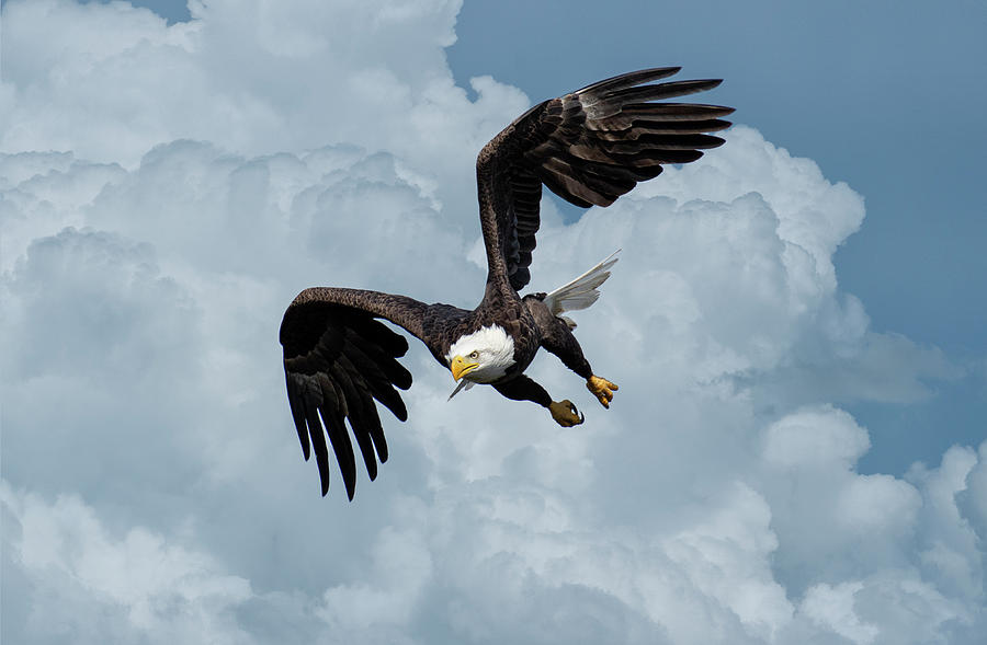 Detail Flying Eagle Pic Nomer 31