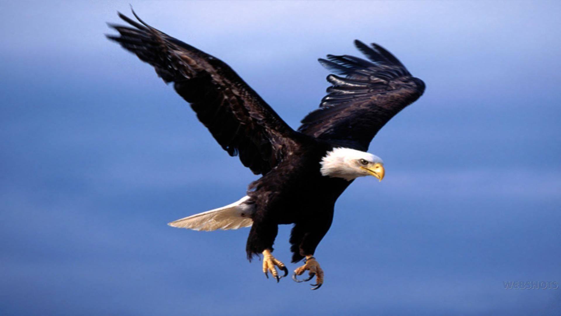 Detail Flying Eagle Pic Nomer 32