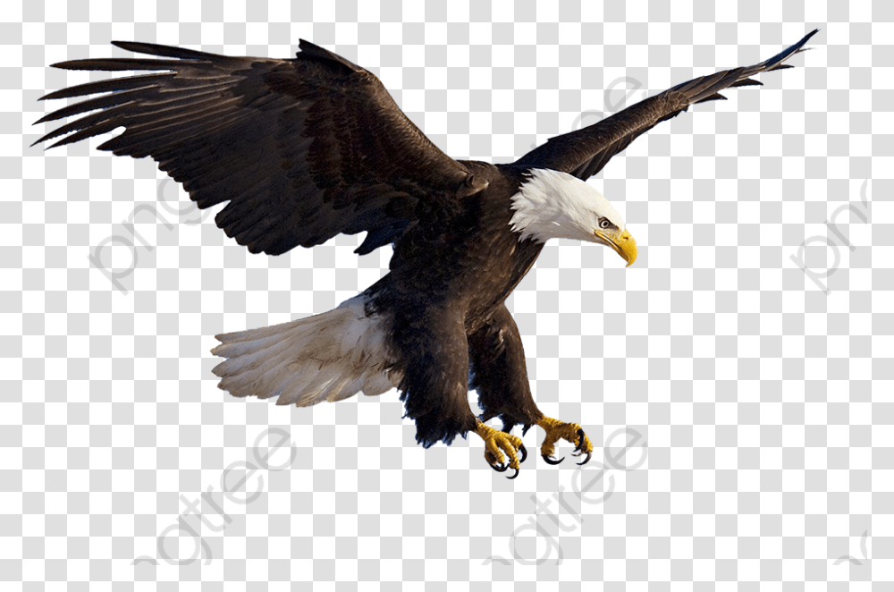 Detail Flying Eagle Pic Nomer 33