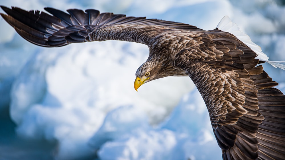 Detail Flying Eagle Pic Nomer 5