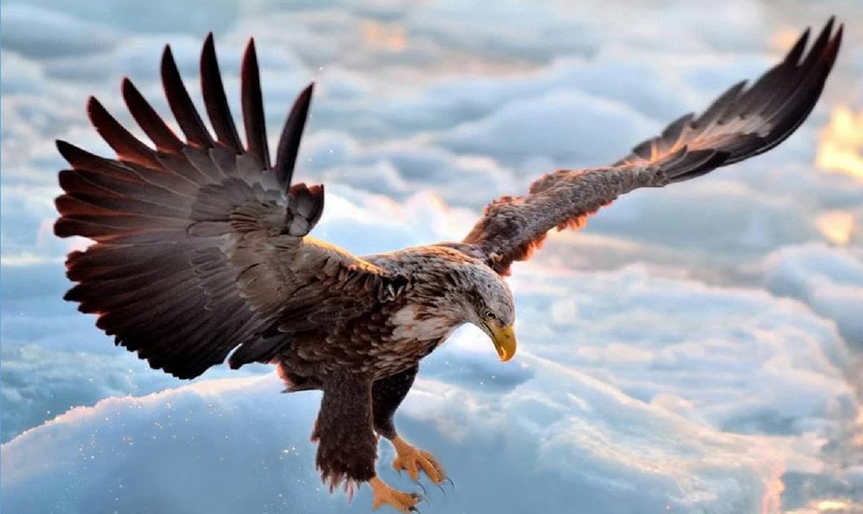Detail Flying Eagle Pic Nomer 38